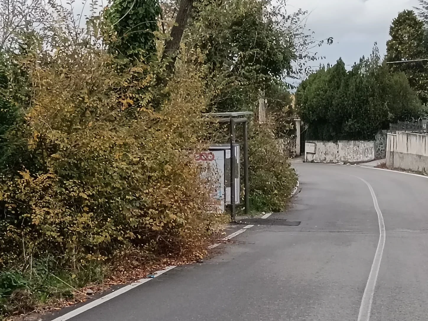 Pensilina sommersa dalle erbacce sulla strada provinciale per Gimigliano: la segnalazione dei residenti