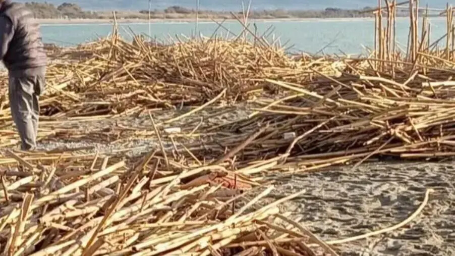 Spiaggia del Lametino nel degrado, Gigliotti (Italia Nostra): "E' ora di dire basta a questo scempio" images Spiaggia del Lametino nel degrado, Gigliotti (Italia Nostra): "E' ora di dire basta a questo scempio"