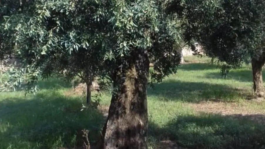 Lettera a Tito, valorizzare gli ulivi secolari e millenari della Calabria creando una rete mediterranea e mondiale Unesco images Lettera a Tito, valorizzare gli ulivi secolari e millenari della Calabria creando una rete mediterranea e mondiale Unesco