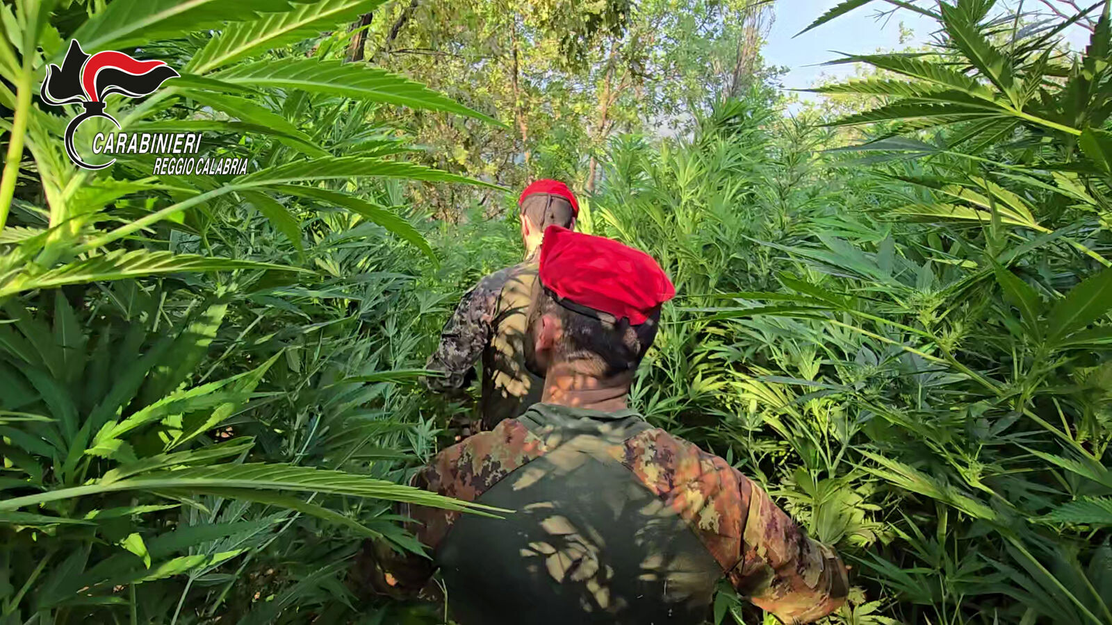 Maxi coltivazione di droga nelle campagne di Rizziconi: giovane incensurato arrestato images Maxi coltivazione di droga nelle campagne di Rizziconi: giovane incensurato arrestato