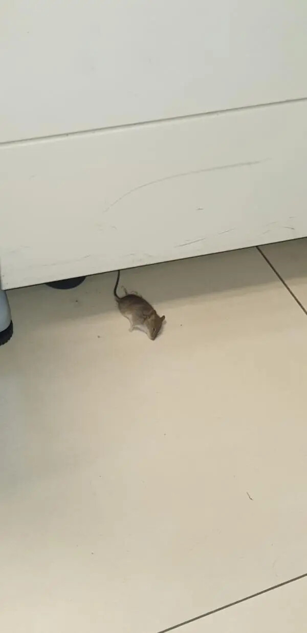 Topi morti in Cittadella regionale, CSA-Cisal: "Effettuare derattizzazione" images Topi morti in Cittadella regionale, CSA-Cisal: "Effettuare derattizzazione"