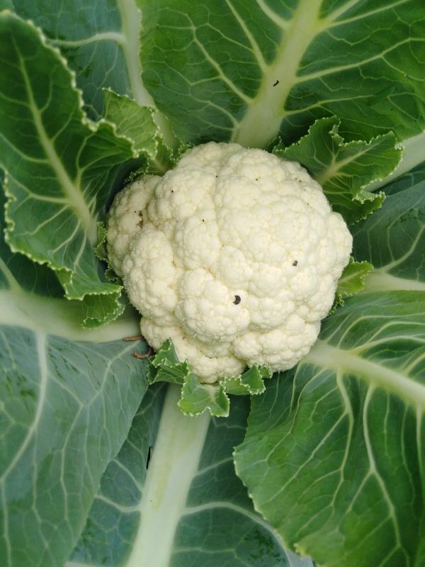 Catanzaro, concluso il progetto "Puliamo i nostri spazi" all' Istituto Penale per i Minorenni images Catanzaro, concluso il progetto "Puliamo i nostri spazi" all' Istituto Penale per i Minorenni