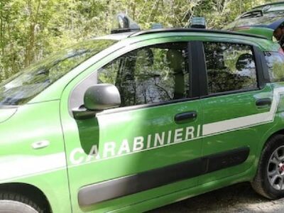 Campana, dissodano ed estirpano ceppaie di piante di quercine di Cerro: denunciate due persone images Campana, dissodano ed estirpano ceppaie di piante di quercine di Cerro: denunciate due persone