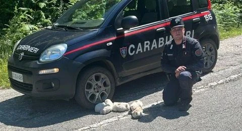 Nel Parco nazionale dell’Aspromonte i carabinieri forestali salvano 5 cuccioli di cane