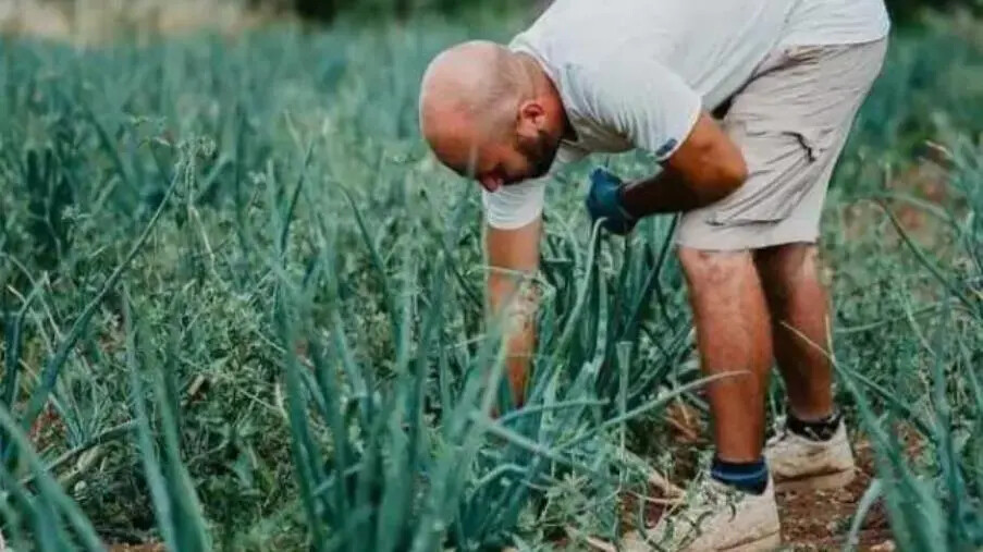 Cipolla bianca di Castrovillari, sabato 11 maggio l'esposizione dei produttori al mercato "Campagna Amica" di Cosenza images Cipolla bianca di Castrovillari, sabato 11 maggio l'esposizione dei produttori al mercato "Campagna Amica" di Cosenza