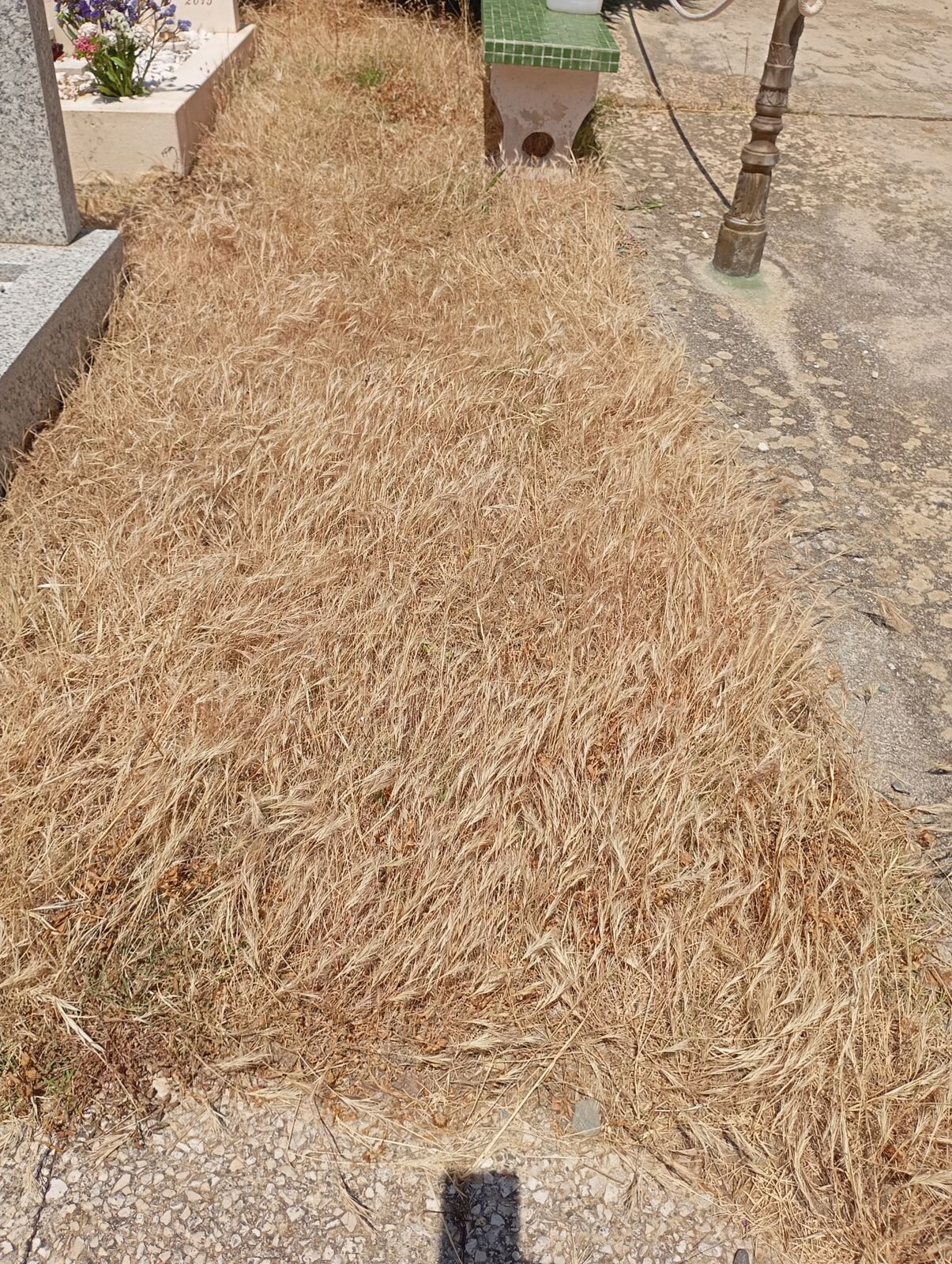 images Catanzaro, degrado al cimitero di via Paglia: la segnalazione di Silipo (CalabriaOltre)