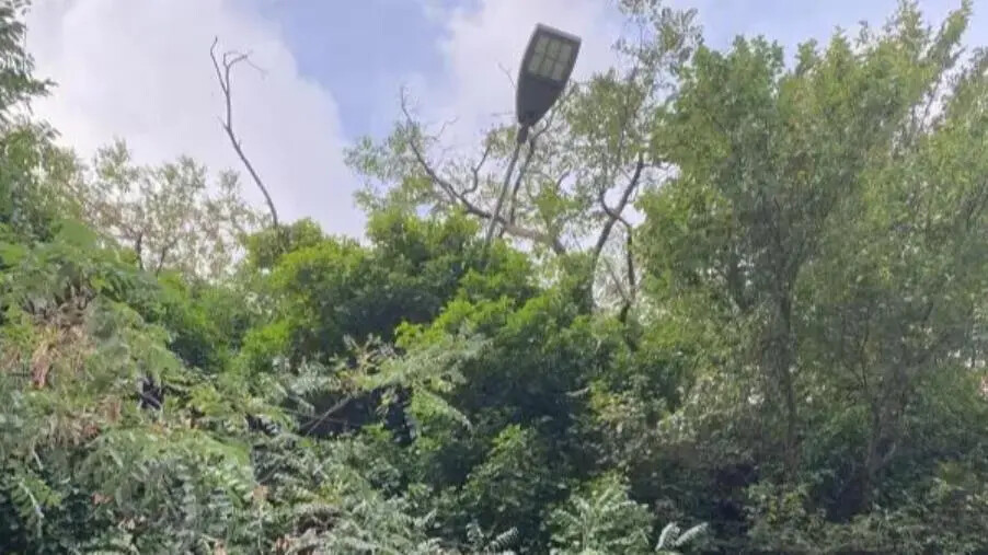 images Catanzaro, pali dell'illuminazione pubblica soffocati dalla vegetazione: un rischio per la sicurezza
