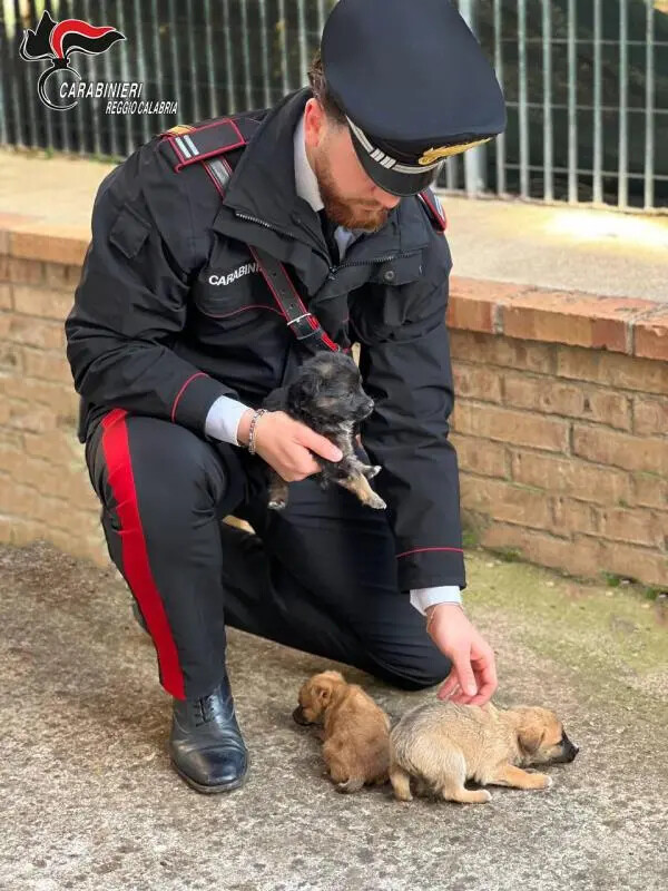 images Reggio Calabria, recuperi e salvataggi di specie protette tra i comuni di Palmi e Oppido Mamertina