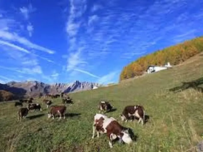 La Regione a sostegno degli allevatori: a disposizione 15 milioni di euro  images La Regione a sostegno degli allevatori: a disposizione 15 milioni di euro