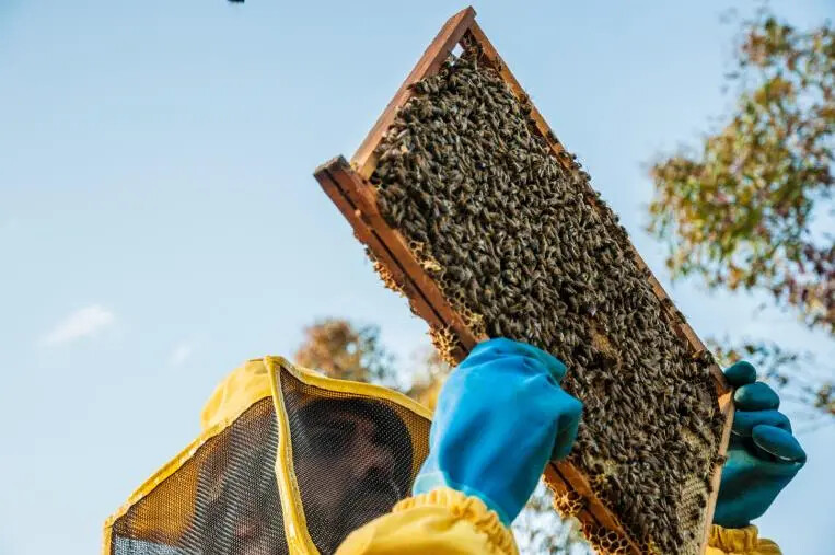 images Piano apistico, più di 1,5 milioni di euro per gli apicoltori calabresi