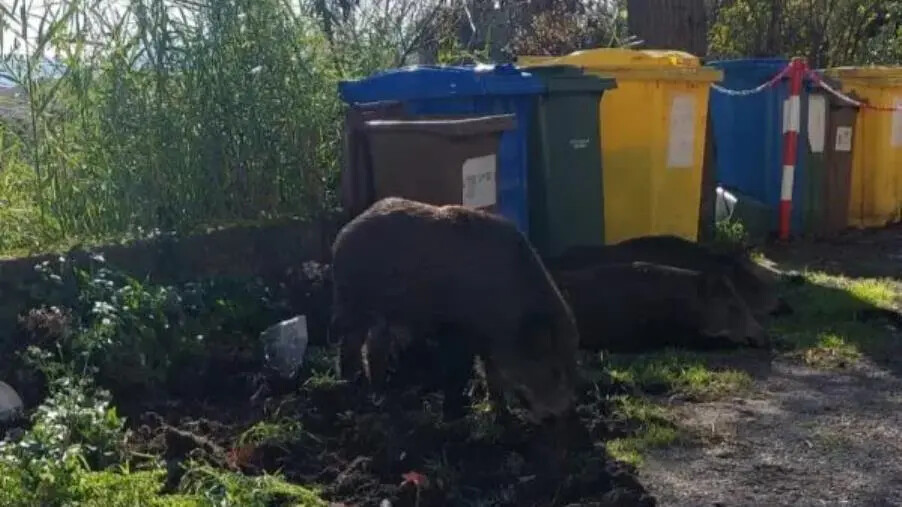 images Emergenza cinghiali a Catanzaro, Riccio: "Inattuato il protocollo tra Comune, Regione e Ambito Territoriale"