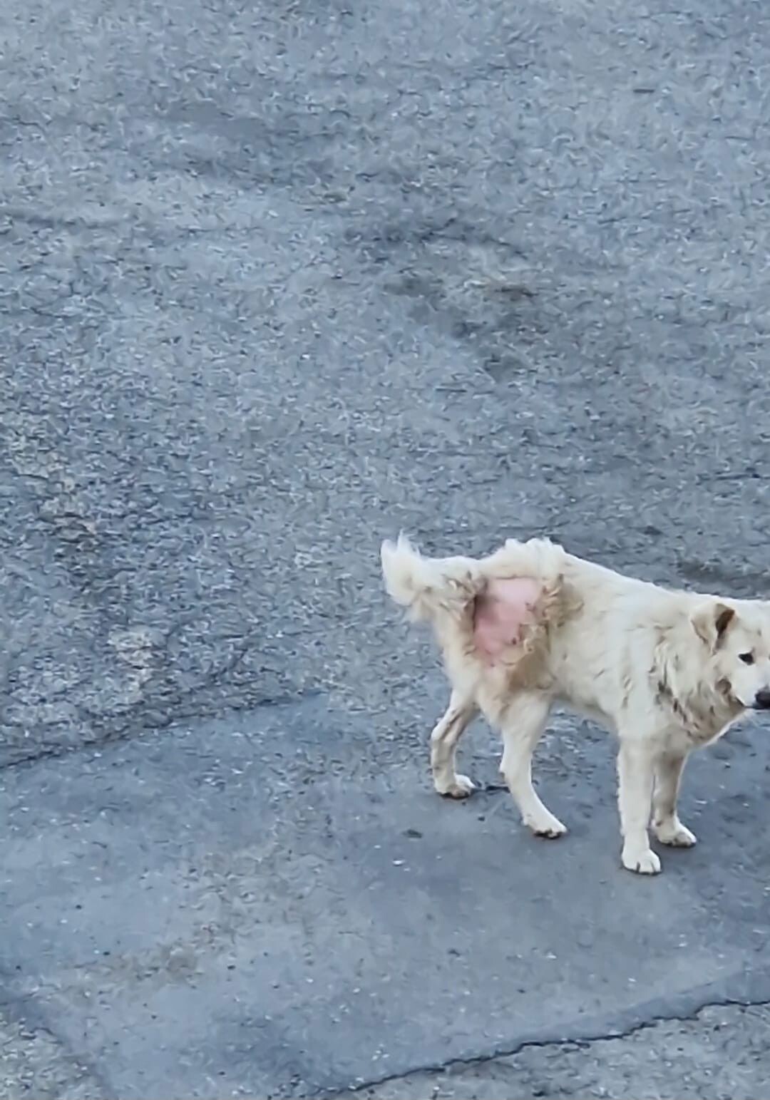 images Randagismo, allarme a Catanzaro: cani in via Crispi