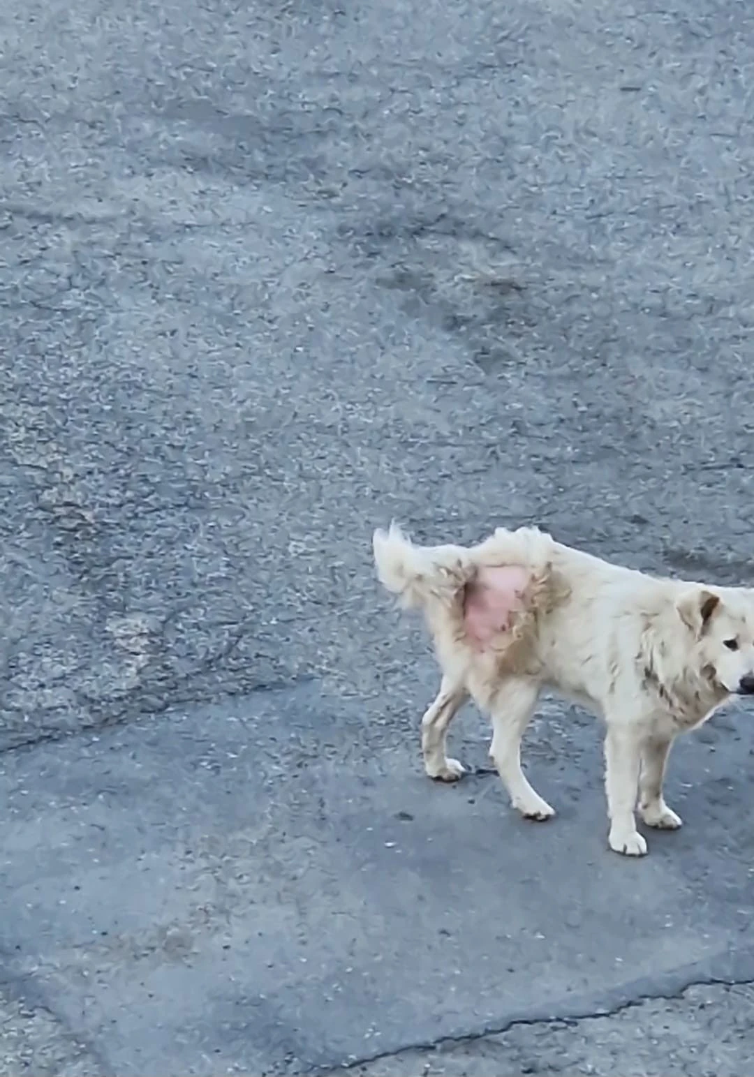 Randagismo, allarme a Catanzaro: cani in via Crispi