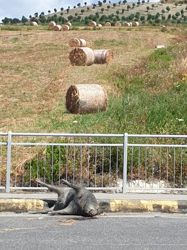 images Catanzaro, cinghiale investito sulla strada del campus universitario: nessuno rimuove la carcassa da giorni