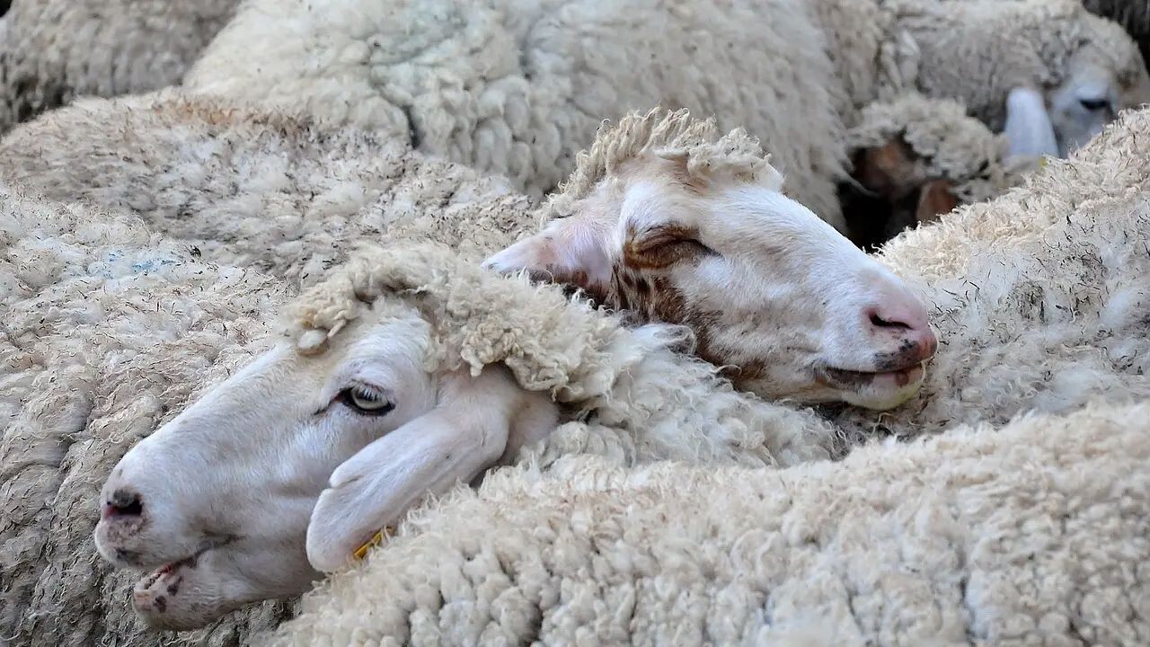 Agricoltura, approvata graduatoria provvisoria per sostegno ad aziende colpite da Blue tongue images Agricoltura, approvata graduatoria provvisoria per sostegno ad aziende colpite da Blue tongue