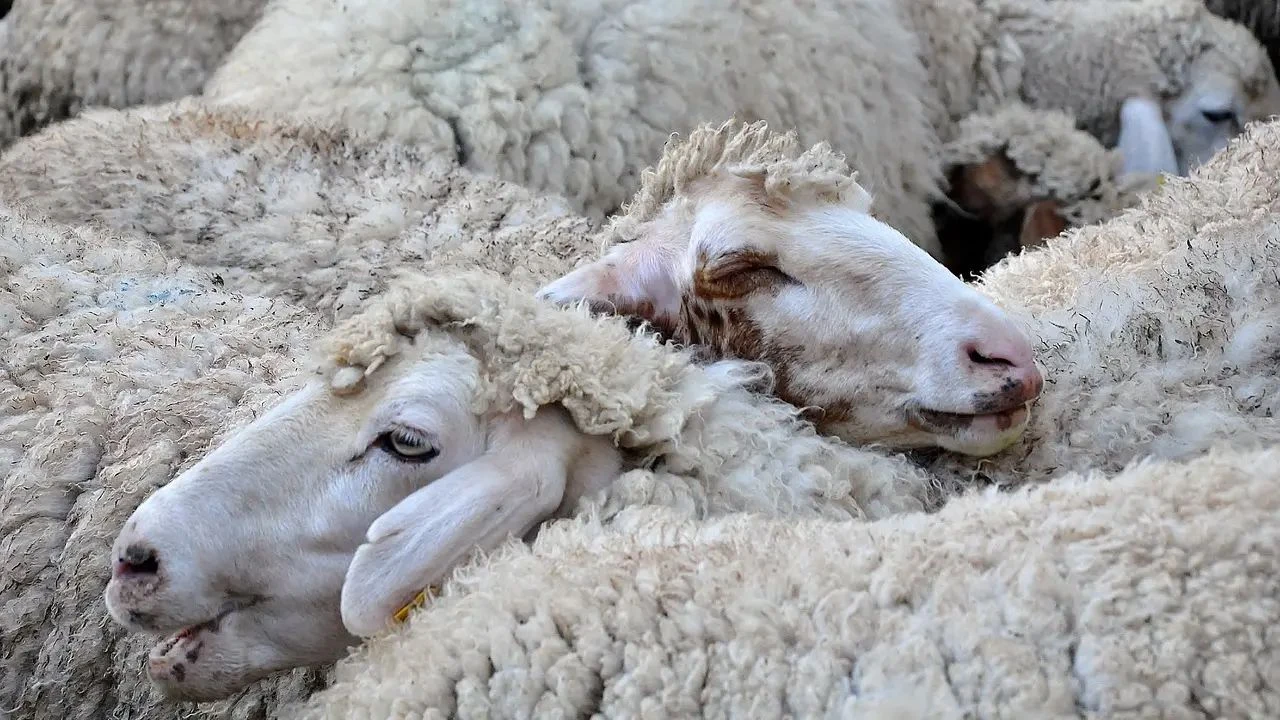  Agricoltura, approvata graduatoria provvisoria per sostegno ad aziende colpite da Blue tongue