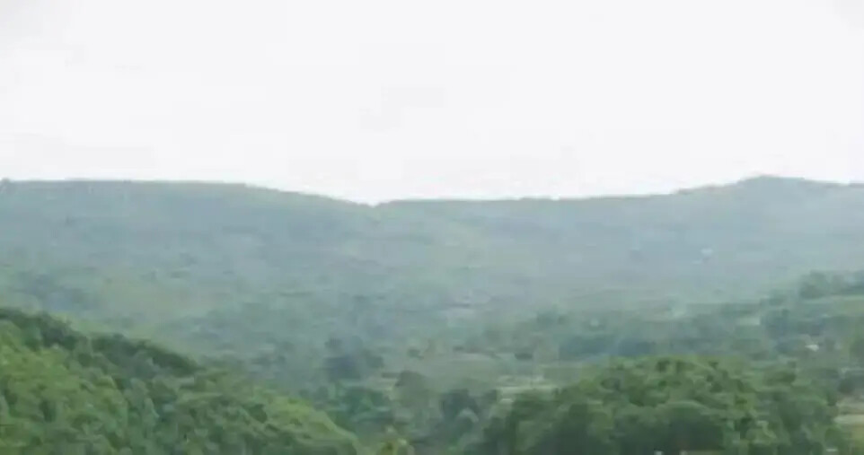 Ekoclub International: “No al taglio del bosco Rimitello di Girifalco” images Ekoclub International: “No al taglio del bosco Rimitello di Girifalco”