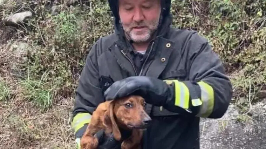 images Petilia Policastro, cane cade in un pozzo: salvato dai Vigili del Fuoco