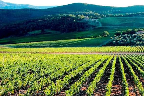 Futuro Nazionale Castrovillari: "Una Regione assente e un’agricoltura completamente abbandonata"