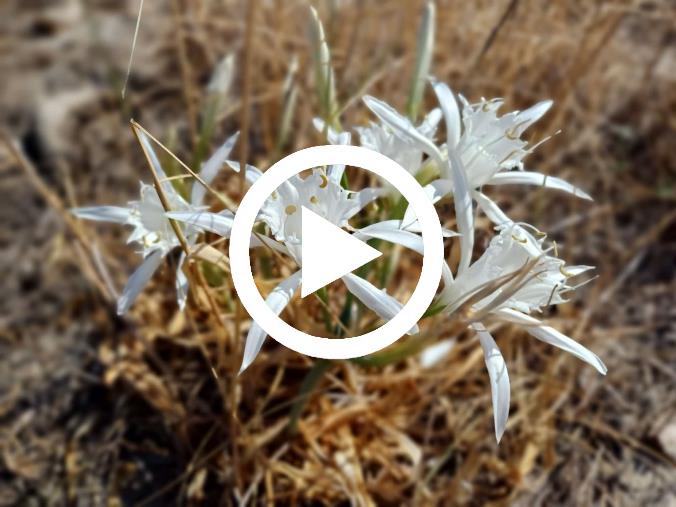 images Sulla costa jonica catanzarese la magia della fioritura del giglio di mare