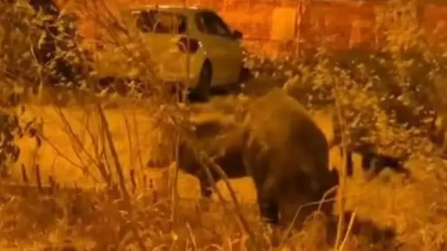images Cinghiali nel parcheggio di Catanzaro, ieri sera tifosi della Juve Stabia bloccati 