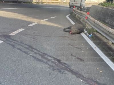 Catanzaro, cinghiale morto sulla tangenziale ovest images Catanzaro, cinghiale morto sulla tangenziale ovest