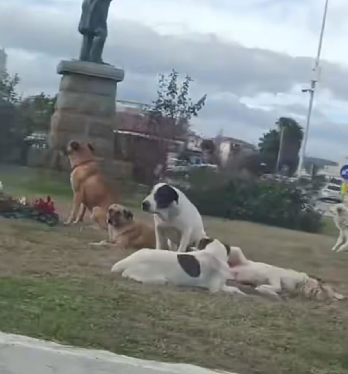 Randagismo a Crotone, una ferita aperta: la rotonda tra via Claudio Crea e via Miscello da Ripe come simbolo dell’emergenza images Randagismo a Crotone, una ferita aperta: la rotonda tra via Claudio Crea e via Miscello da Ripe come simbolo dell’emergenza