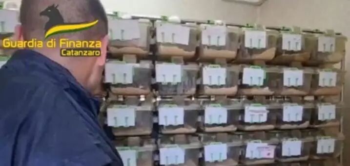 Scandalo Umg e Asp a Catanzaro: il pm chiede 9 condanne e 1 assoluzione, Leo patteggia images Scandalo Umg e Asp a Catanzaro: il pm chiede 9 condanne e 1 assoluzione, Leo patteggia