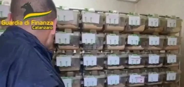 Scandalo Umg e Asp a Catanzaro: il pm chiede 9 condanne e 1 assoluzione, Leo patteggia