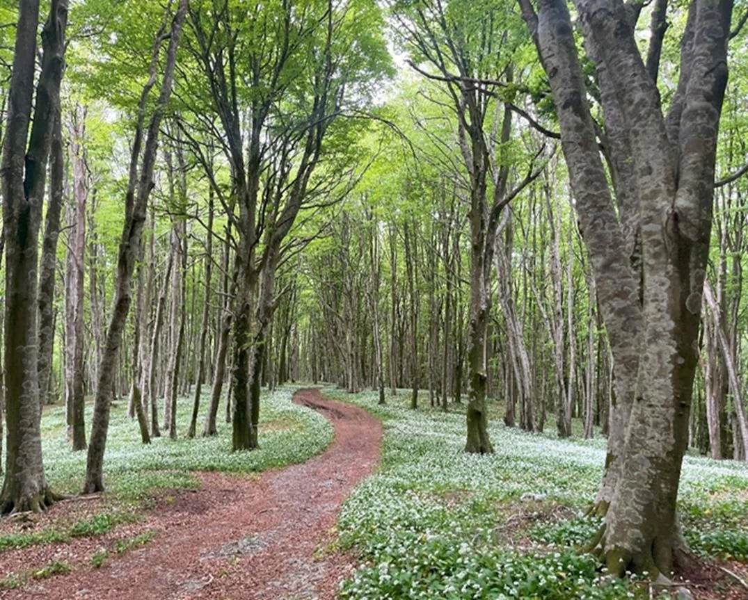 Calabria Verde avvia una nuova stagione della gestione forestale: adottato il Piano per Pellegrina, Cinquemiglia e Montagna Magna