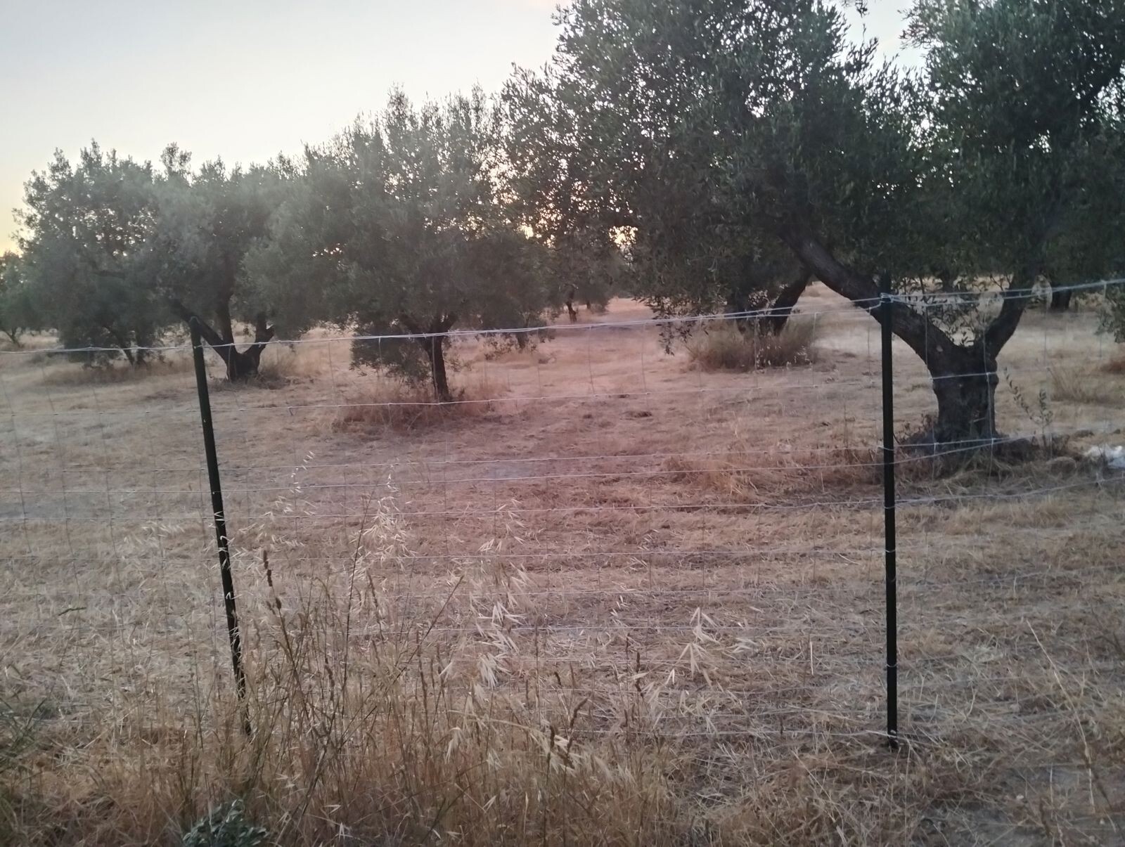 images L’Opat: “Ennesimo abuso&nbsp;nell’Oasi Scolacium ZSC di Squillace”