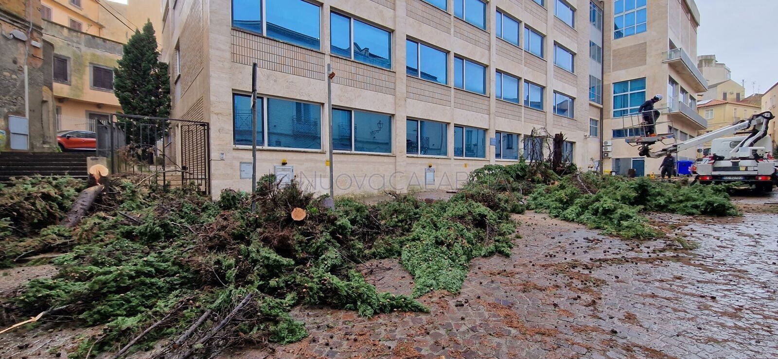 images Alberi abbattuti in via Raffaelli, Legambiente: "Provincia dovrà reimpiantarne di più idonei"