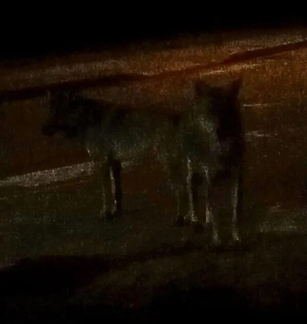 images Dopo i cinghiali, attenti al lupo! Un branco avvistato nei pressi della Cittadella regionale (FOTO E VIDEO)