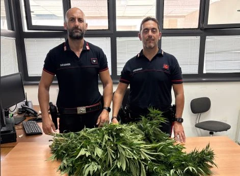 Gimigliano, carabinieri attirati dall’odore trovano piante di canapa indiana nel giardino: 50enne denunciato 