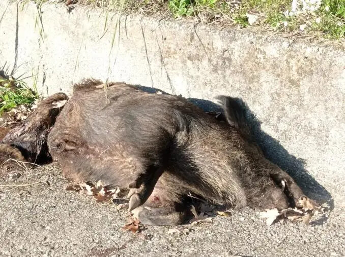 Catanzaro, il "solito" cinghiale di via Turco non c'è più: la sua carcassa giace a bordo strada images Catanzaro, il "solito" cinghiale di via Turco non c'è più: la sua carcassa giace a bordo strada