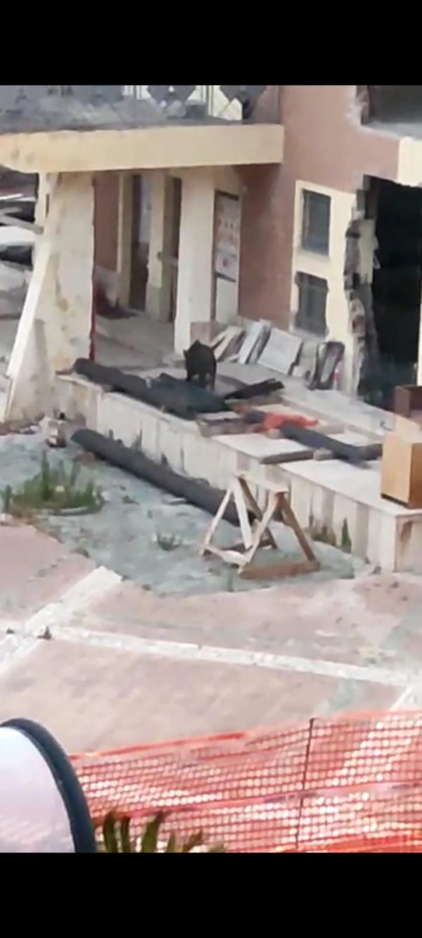 images Emergenza cinghiali, il sindaco di  Montepaone ordina l’abbattimento 
