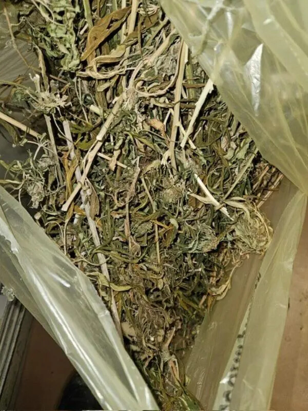 images Crotone, sequestrati 8 chili di piante di marijuana 