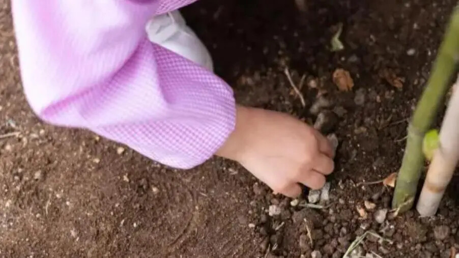 images A Filogaso la piantumazione di 20 alberi con Fondazione Augurusa