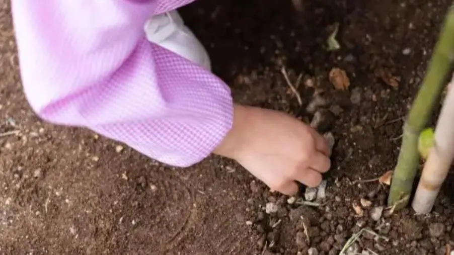 A Filogaso la piantumazione di 20 alberi con Fondazione Augurusa images A Filogaso la piantumazione di 20 alberi con Fondazione Augurusa