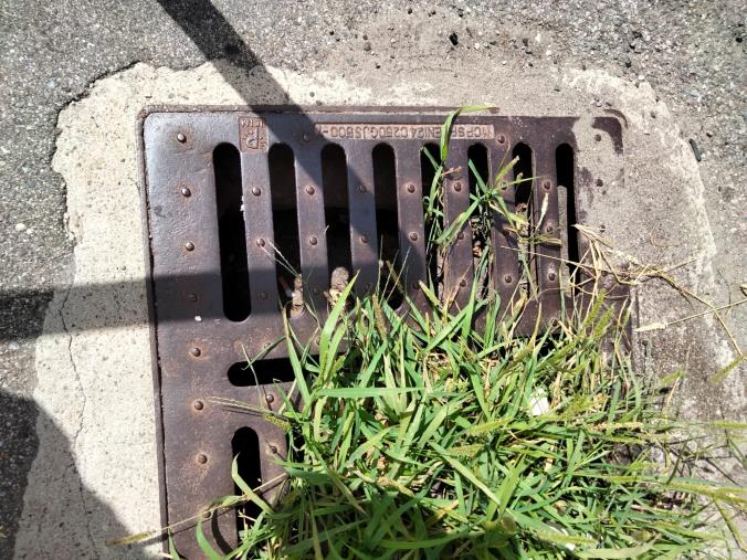 images Il gruppo Fare per Catanzaro: "Dimenticata la pulizia dei tombini. Ennesima vergogna"