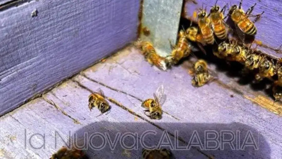 Morie e fenomeni di spopolamento di alveari, episodi a macchia di leopardo in tutta la Regione (VIDEO) images Morie e fenomeni di spopolamento di alveari, episodi a macchia di leopardo in tutta la Regione (VIDEO)