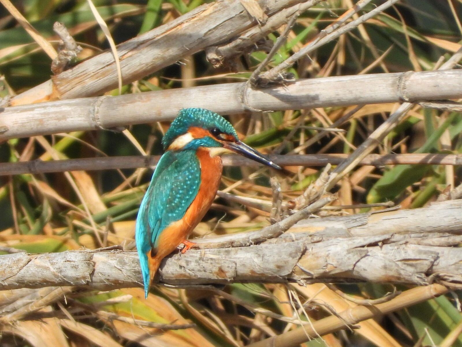images Ambiente, a Catanzaro nasce la nuova delegazione provinciale Lipu