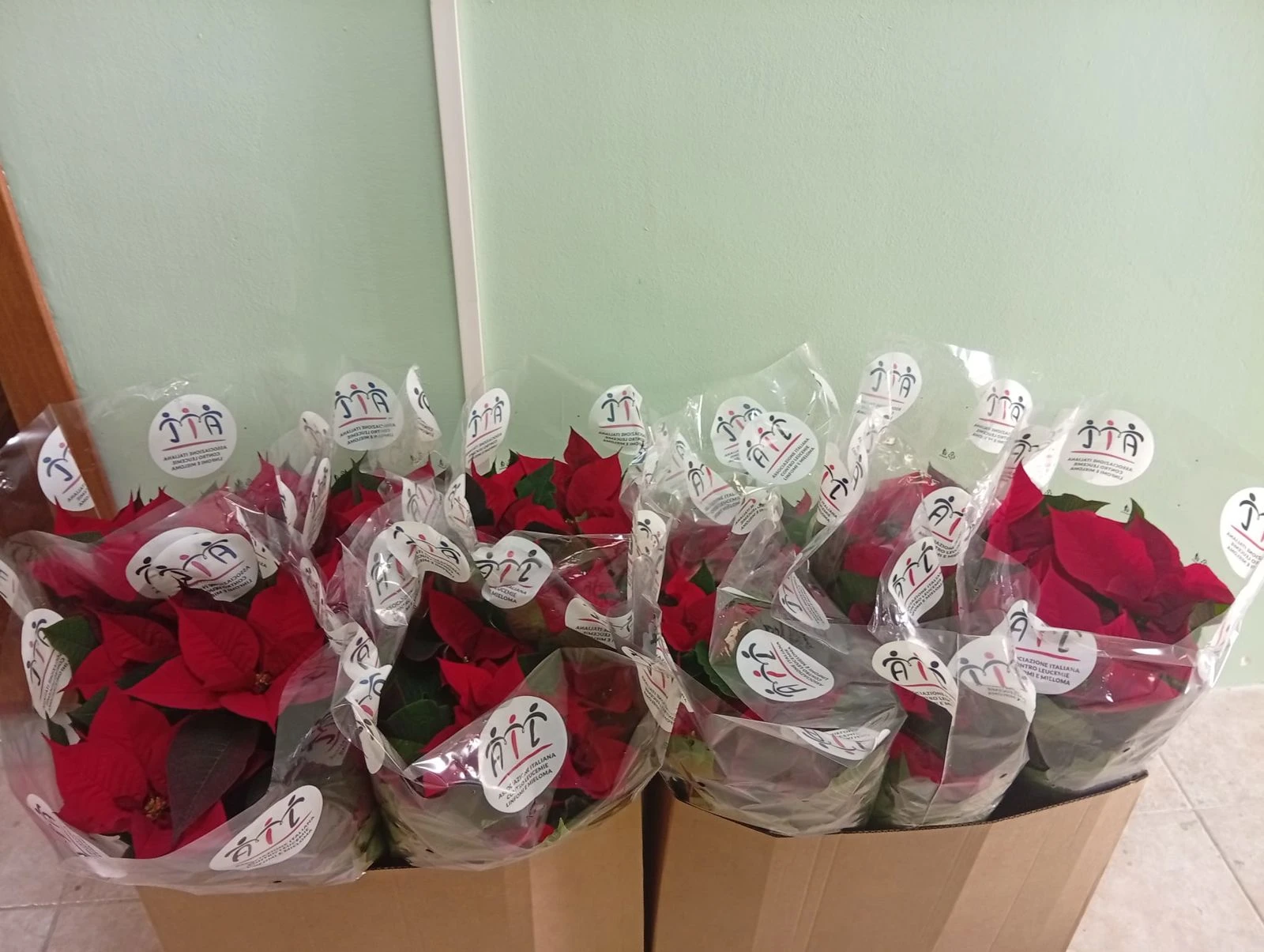 Un gesto che fiorisce di speranza: Universo Minori dona le Stelle di Natale AIL alla Casa Circondariale di Crotone