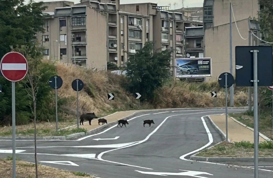 Catanzaro, la segnalazione: “Cinghiali alla fermata della metro di Aranceto, paura per i ragazzi”