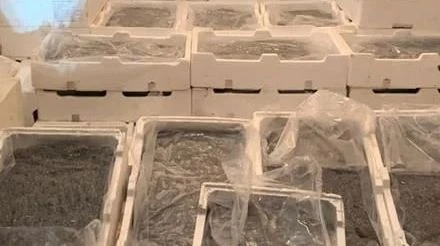 Pesca illegale e rischi sanitari, la Finanza blocca il traffico di novellame sulla Statale 106