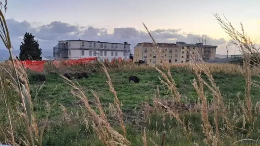 images Cinghiali a via Barlaam da Seminara a Catanzaro, Arcuri: "Problema risolto" 