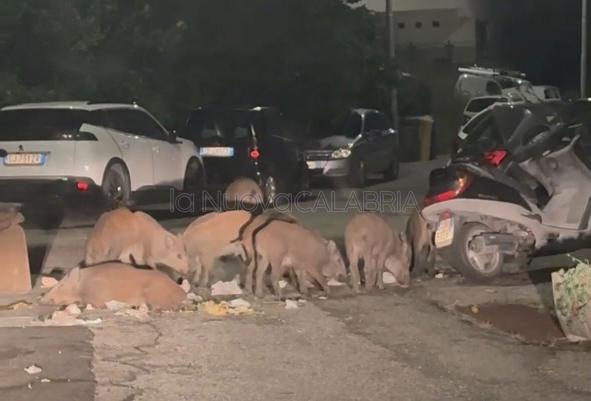 images Catanzaro, il quartiere Sant’Antonio assediato da cinghiali: cassonetti rovesciati e strade invase dai rifiuti