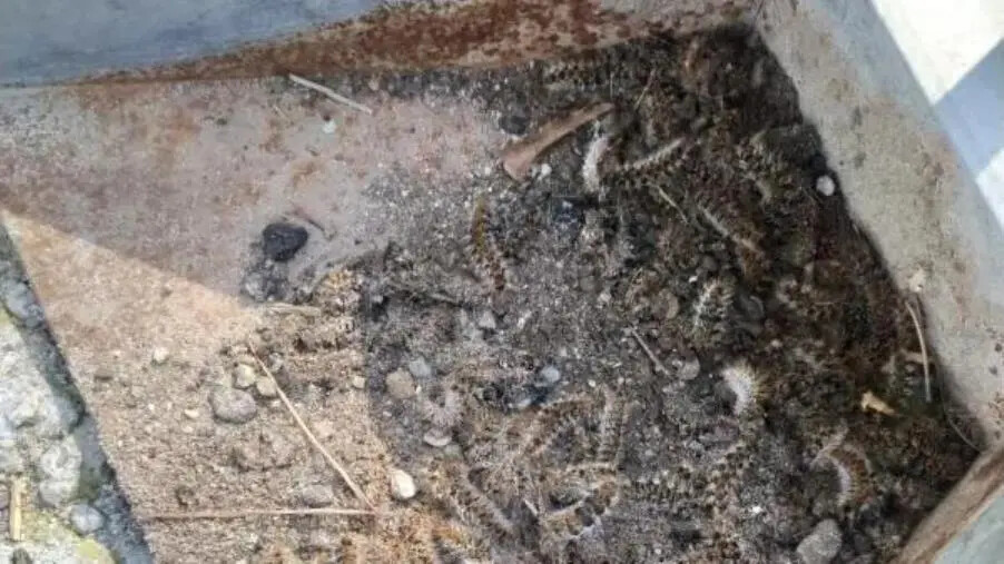 images Catanzaro, adottata l'ordinanza per il contrasto alla processionaria: gli obblighi per i privati 