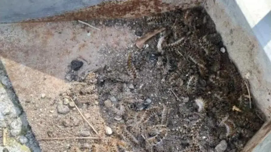 images Catanzaro, allarme Processionaria a Giovino: cresce la preoccupazione per la salute di animali e cittadini