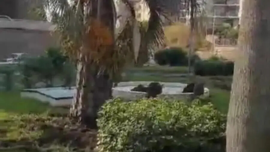 Catanzaro, cinghiali fanno il bagno nella fontana (VIDEO) images Catanzaro, cinghiali fanno il bagno nella fontana (VIDEO)